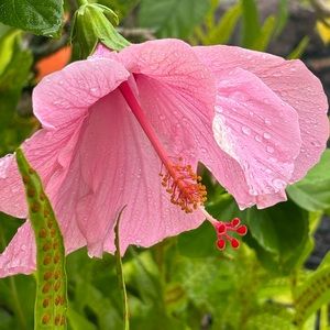 Meet your Posher, Cheryl